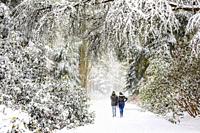 Couple walking in a winter landscape with snow, Philips de Jongh Park, Eindhoven, The Netherlands, Europe.