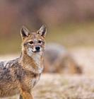 Golden jackal - CHACAL DORADO (Canis aureus), Danube Delta - DELTA DEL DANUBIO, Ramsar Wetland, Unesco World Heritgage Site, Tulcea County, Romania, E...