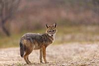 Golden jackal - CHACAL DORADO (Canis aureus), Danube Delta - DELTA DEL DANUBIO, Ramsar Wetland, Unesco World Heritgage Site, Tulcea County, Romania, E...