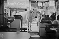 INDIA New Delhi -- Jun 2004 -- A curious cow is shooed away by an Indian cafe owner in the Pahar Ganj main bazzar area of central New Delhi --.