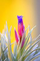 Tillandsia genus flower, a family of epiphytic plants from the family Bromeliaceae, popularly known as airplants because they use their small roots as...