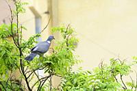 Common Woodpigeon (Columba palumbus), adult perched on Japanese pagoda tree (Styphnolobium japonicum). Birds begin to occupy the empty spaces due to t...