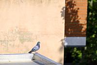Feral pigeon (Columba livia domestica) perched on a rooftop. Barcelona. Catalonia. Spain.