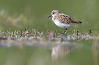 Little Stint (Calidris minuta), side view of an adult standing on the mud, Campania, Italy.