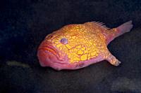 Deep sea. Pink frogmouth. Sea Toad (Chaunax pictus). Eastern Atlantic. Galicia. Spain. Europe.