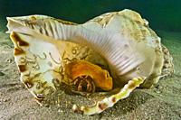 Hermit crab (Pagurus sp. ) with Sea Orange (Suberites domuncula) Red Triton. Triton´s horn. Trumpet shell (Charonia lampas). Eastern Atlantic. Galicia...