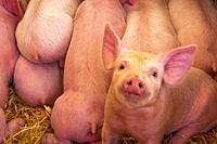 France, Centre, Auvergne,   Cantal: Piglets at the Fête du Cochon (Pig fair) at Larochebrou.