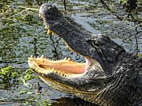 Alligator (Alligator mississippiensis).