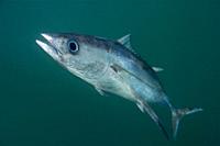 Albacore tuna fish. Longfin tuna. Long finned tuna. White tuna (Thunnus alalunga). Eastern Atlantic. Galicia. Spain. Europe.