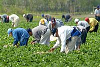 Mexican american migrant workers pick strawberries in a Plant City Florida field.
