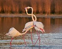 Fight of common flamingos or pink flamingo (Flamingo) in the natural reserve of the Fuente de Piedra lagoon in Malaga. Andalusia, Spain.