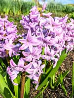 Common hyacinth (Hyacinthus orientalis) is a species of flowering plant in the family Asparagaceae, subfamily Scilloidiae, native to southwestern Asia...