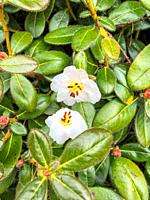 Rhododendron leucaspis is a small shrub, to 1 m; young shoots densely covered with straight bristles. Leaves 3-4. 5 x 1. 8-2. 2 cm, broadly elliptic, ...
