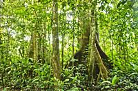 Amazon Basin Jungle, Tambopata National Reserve, Peru, South America.