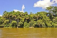 Amazon Basin, Sandoval Lake, Tambopata National Reserve, Peru, South America.