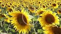 A field of sunflowers in eastern Washington, USA.