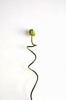 An allium snake ball curled against a white background.