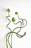 Three allium snake balls intertwined against a white background.