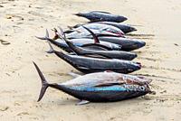 Nine fresh tuna fish on the beach of Tamarin Bay in Mauritius.