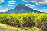 Sugar cane plantations on the island of Mauritius.