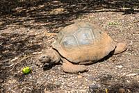 Giant turtle (Dipsochelys gigantea) in tropical park in Mauritius island.