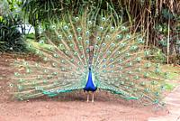Beautiful male indian peacock (Pavo cristatus) with opened tail in the Casela Park, Mauritius.