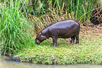 The young behemoth (Hippopotamus amphibius) on the green grass in the Casela Park, Mauritius.