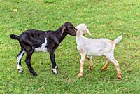 Two funny young black and white goats on a green lawn.