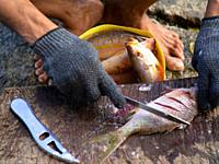 Hands of a Fisherman PREPARING fresh FISH