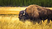 Bison, Yellowstone National Park, Wyoming USA.