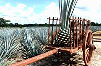 Tequila agave or blue agave (Agave tequilana) is a succulent plant native to Mexico. It is cultivated to obtain tequila. Crop and destillery in Mexico...