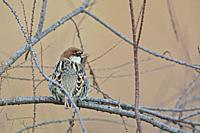 Spanish sparrow (Passer hispaniolensis), Greece.