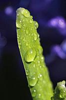 Hyacinthus leaf with droplets.
