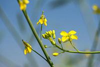 Mustard flowers blooming on plant at farm field with pods. close up.