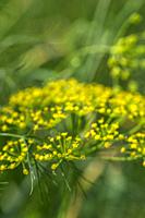 Flower of green dill (Anethum graveolens) grow in agricultural field.