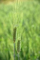 Green wheat at organic farm field.
