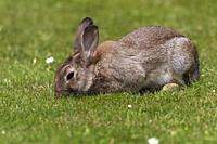 European Rabbit; Oryctolagus cuniculus; Germany.