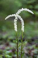 Fairy Wand (Chamaelirium luteum) - Pisgah National Forest, Brevard, North Caroilina, USA.