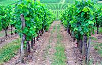 Wine tourism, Vineyards in begining of July, Belvès-de-Castillon near Coutras, Bordeaux wine region, Gironde department, Département Gironde, region A...