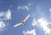 Single white bird soaring in blue sky with white clouds and sunburst in sky above the bird.