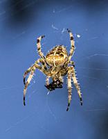 Close up view of the European garden spider eating the remains of a prey.