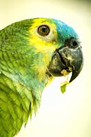 close up view of a Blue-fronted Amazon parrot.