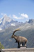 Alpine ibex (Capra ibex) on a chimney, France.