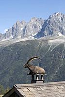 Alpine ibex (Capra ibex) on a chimney, France.