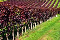 Teinturier Purple Grapevine or claret grapes, Vitis vinifera Purpurea, green to mauve and bronze to deep purple leaves, burgundy color, Teinturier (Fr...