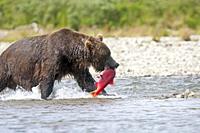 Alaska , Katmai National Park and Preserve , Grizzly bear ( Ursus arctos horribilis ) , order : carnivora ,family : ursidae ,.