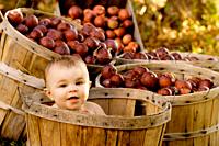 Baby girl in a apple basket at the Twenty Acre Farm in Grand Isle, Vermont.