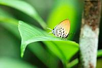 Butterfly, Cheritra freja ochracea, Borneo, Asia