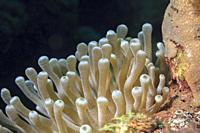Giant anemone (Condylactis gigantea) in the Caribbean sea around Bonaire, Leeward Antilles.