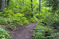 Gold Hill Trail is a popular hikes in North Idaho.
